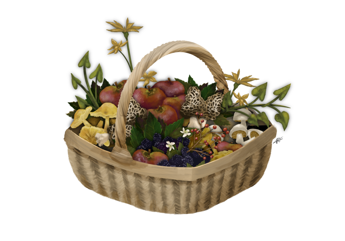 Foraging for Fun and for Profit with Conrad Whippoorwill